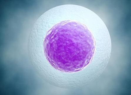 试管为何有一级胚胎不用也不养囊